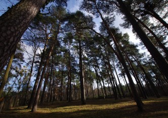 działka na sprzedaż - Konstancin-Jeziorna, Królewska Góra